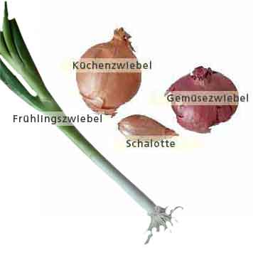 zwiebeln